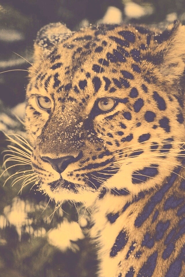 Леопард у заснеженной ели обои