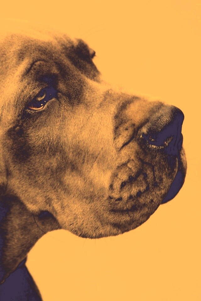 Грустная собака обои