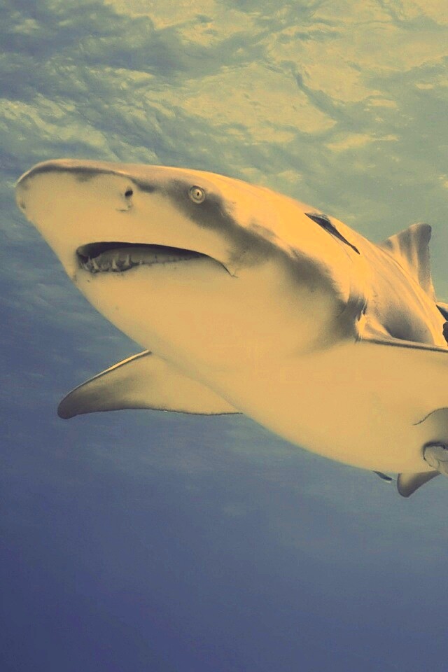 Красивая глубоководная акула обои