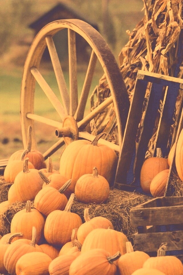 Урожай обои