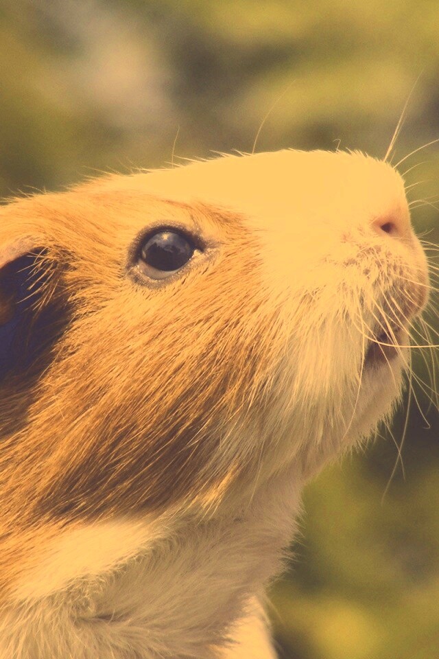 Морская свинка - романтик обои