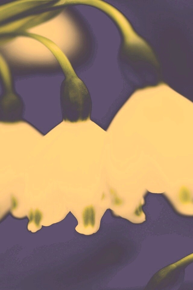 Белые ландыши обои