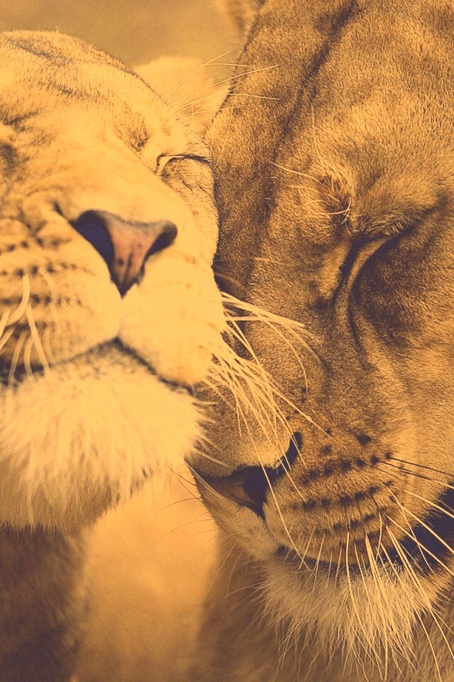 Нежные львы обои