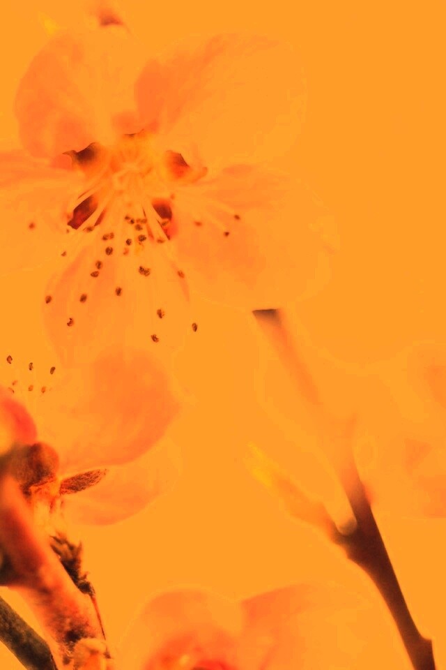 Нежные розовые цветы обои