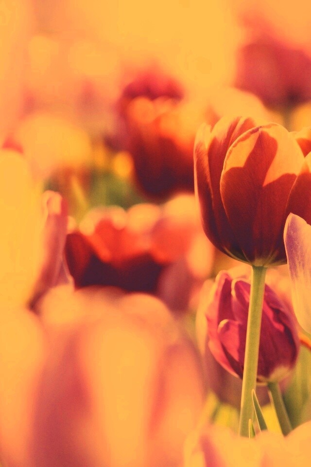 Красивые тюльпаны обои