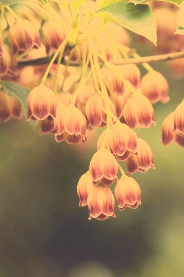 Красные колокольчики обои