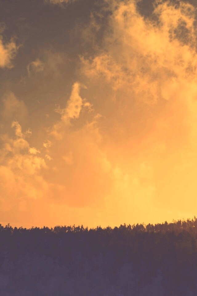 Закат над лесом обои