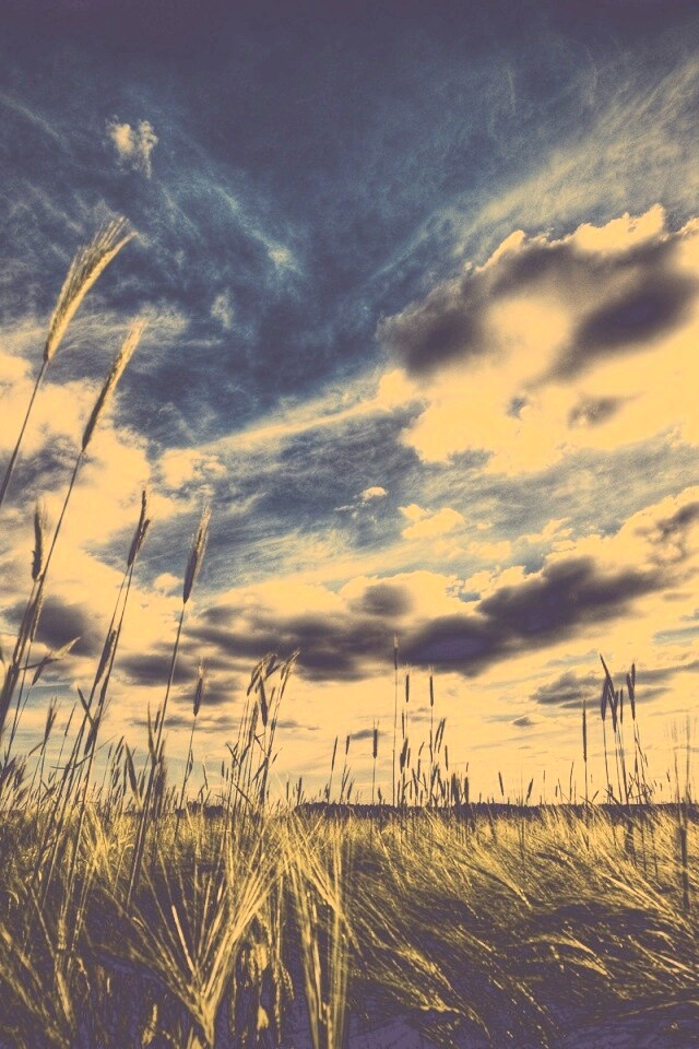 HDR Поле обои