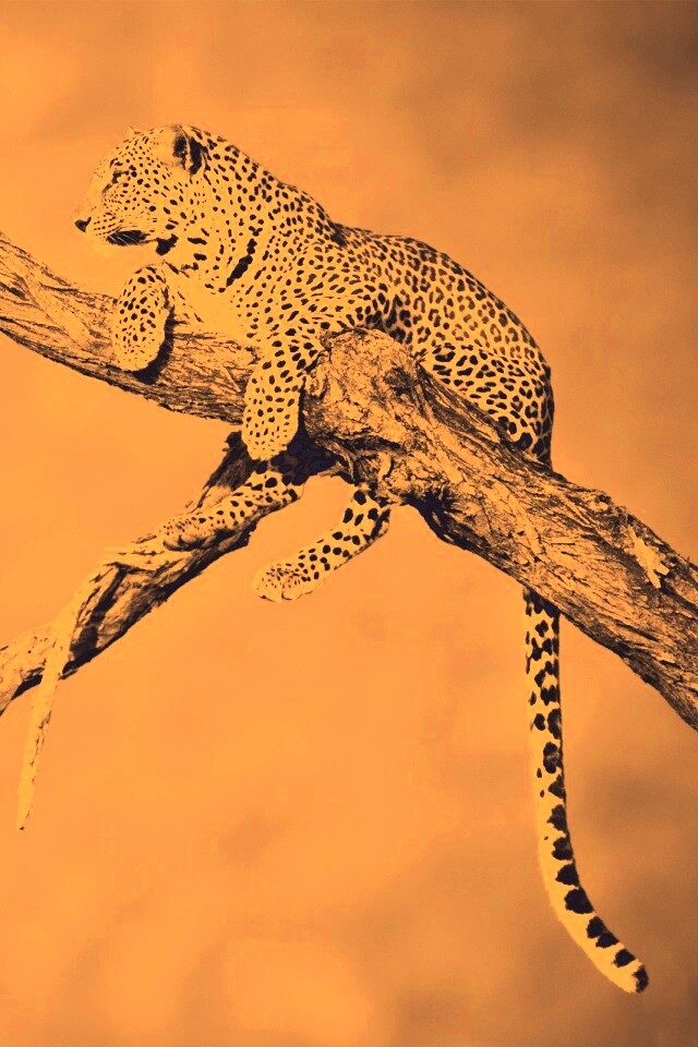 Ягуар на дереве обои