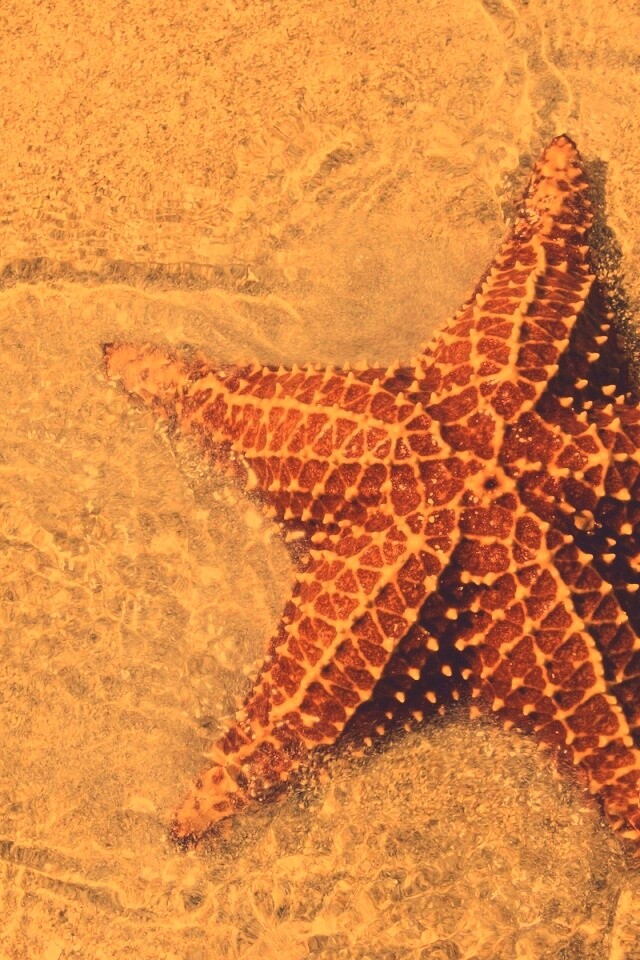 Морская звезда обои