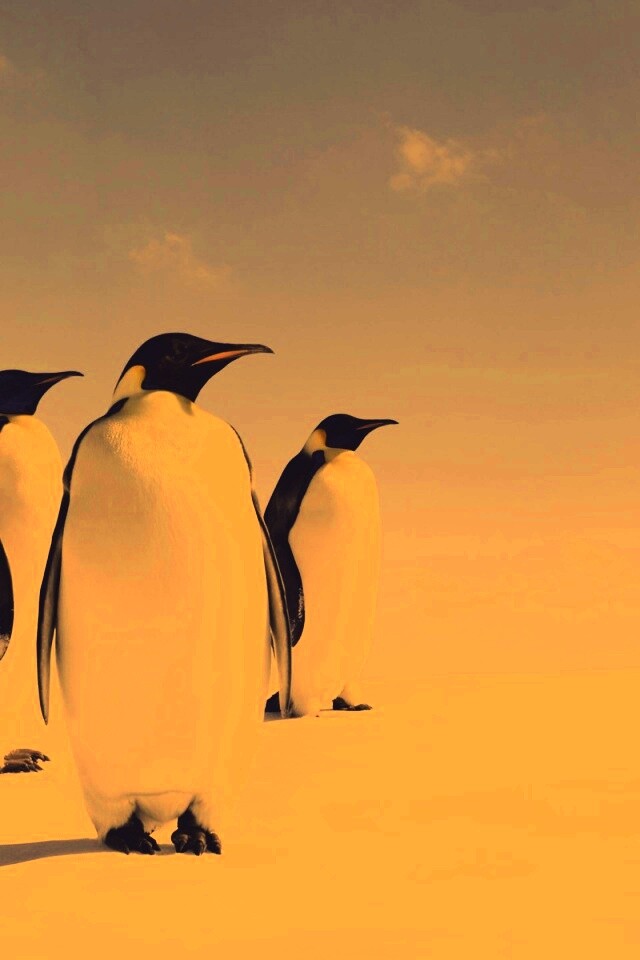 Пингвины обои