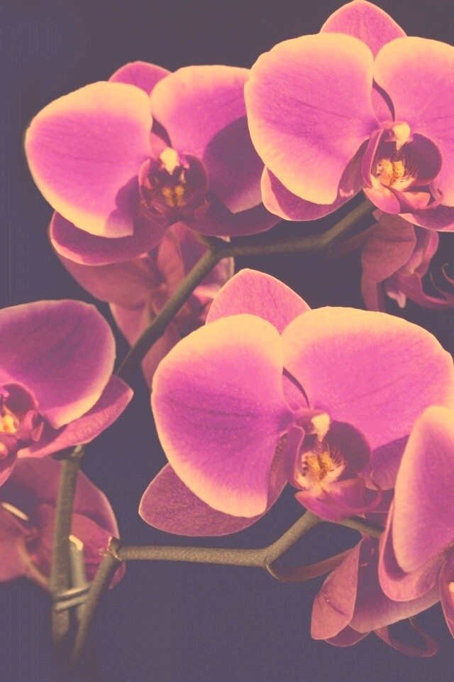 Орхидея обои