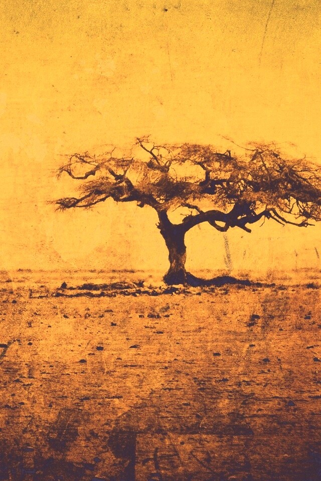 Гранжевое дерево в саванне обои