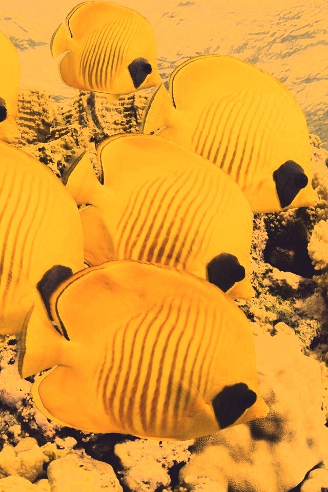 Желтые рыбки обои