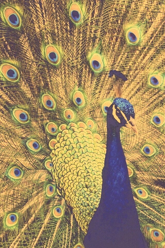 Красивый павлин обои