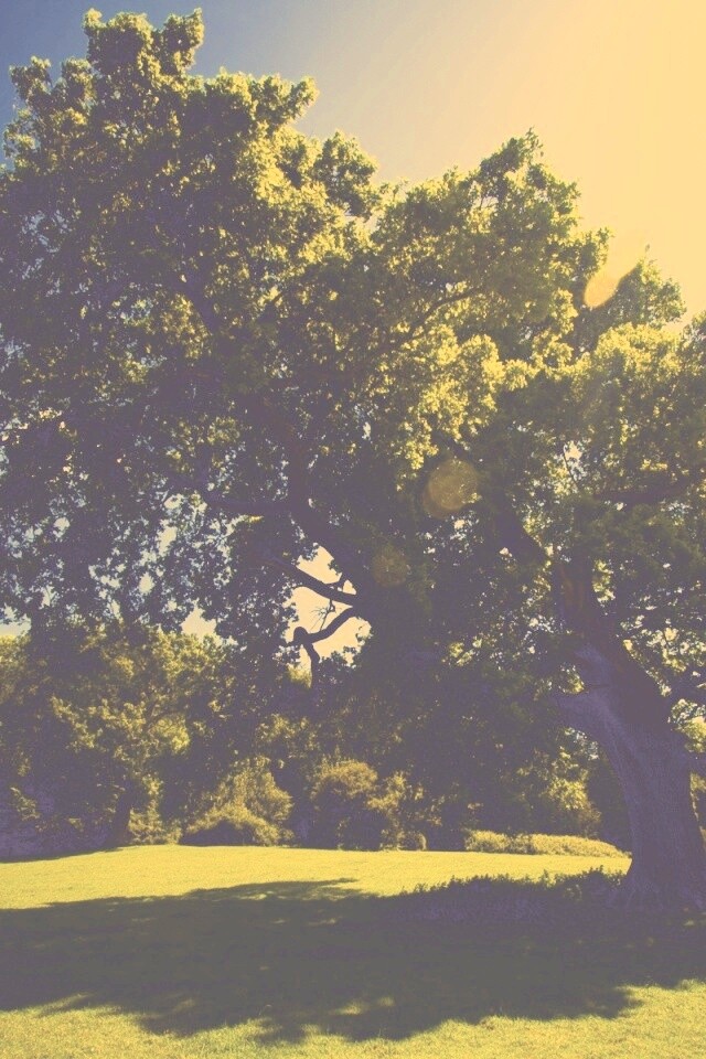 Большое зеленое дерево на лужайке обои