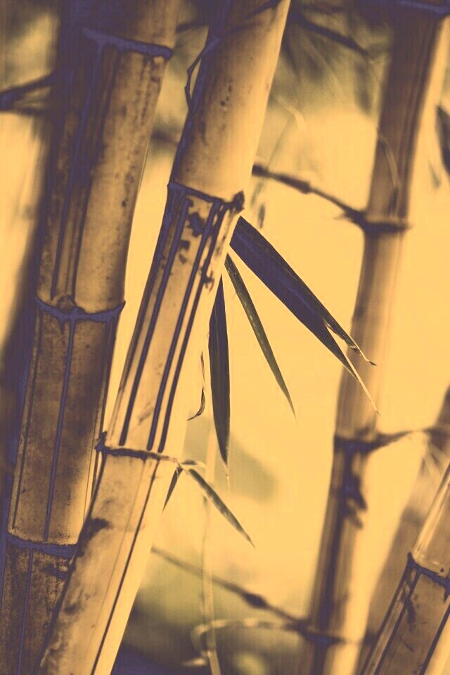 Бамбук обои