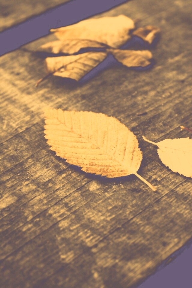 Опавшая листва обои