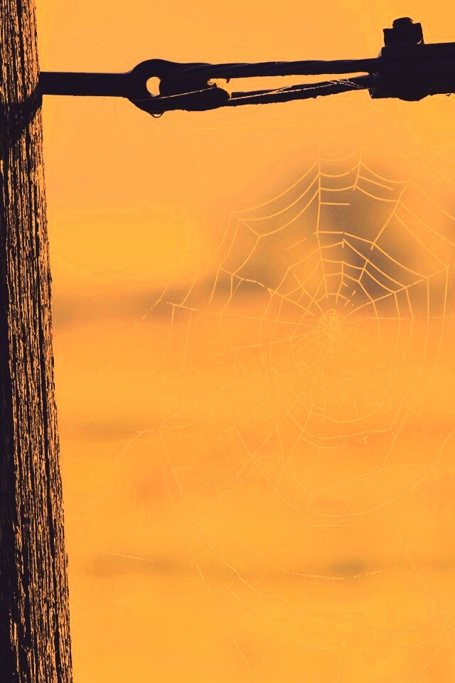 Паутина 51 обои