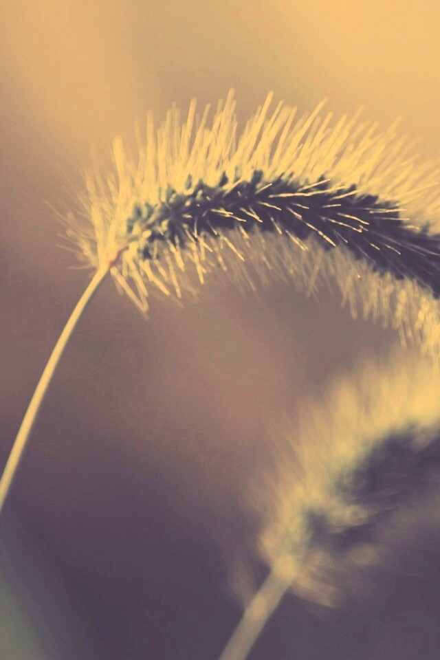 Травинка обои
