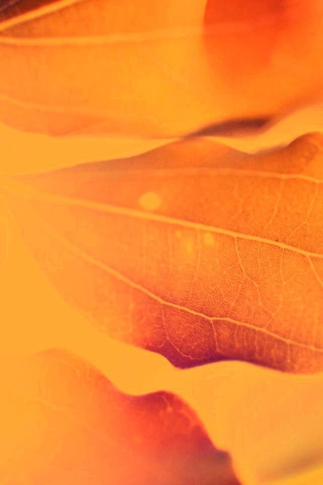 Радужные листья обои