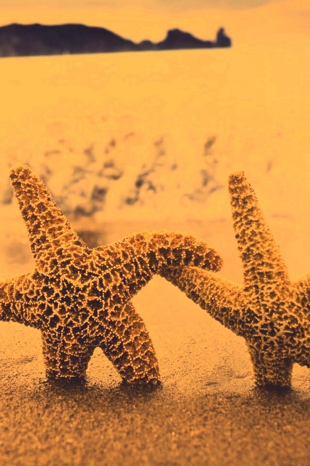 Две морские звезды обои