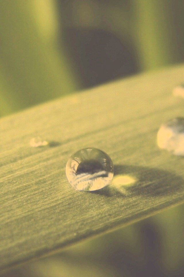 Капли росы на листе обои