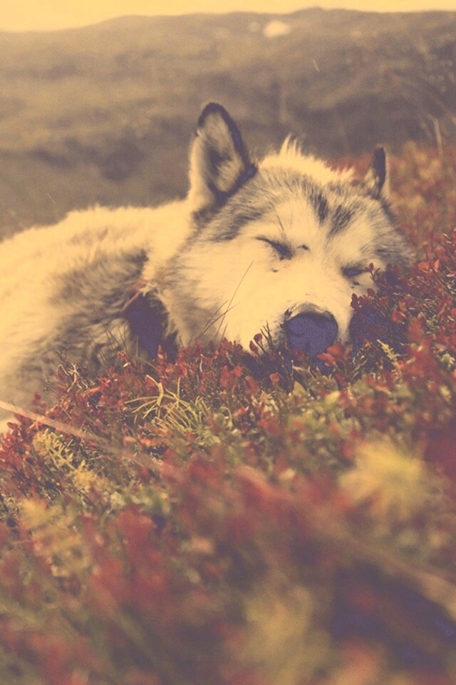 Лапа в цветах обои