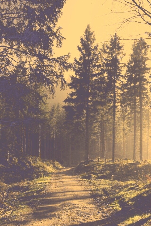 Лесная дорога обои