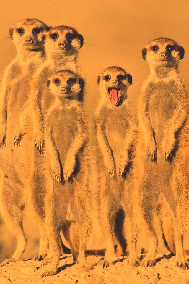 Сурикаты обои