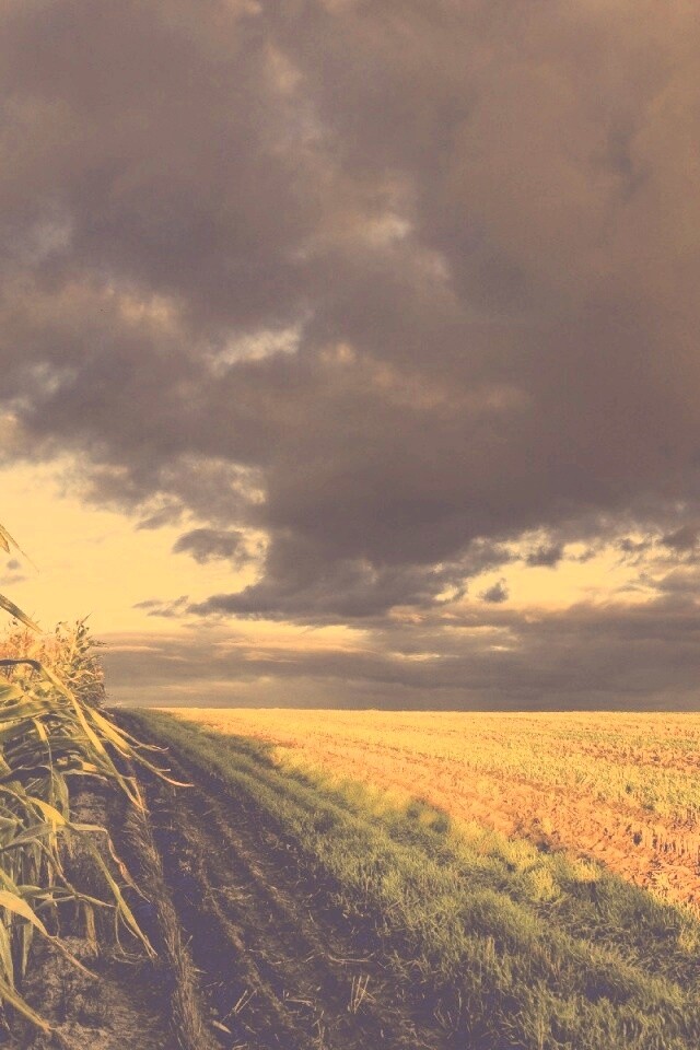 Кукурузное поле обои