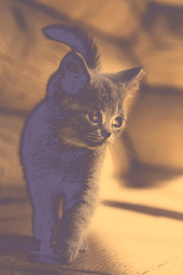 Маленький дымчатый котенок обои
