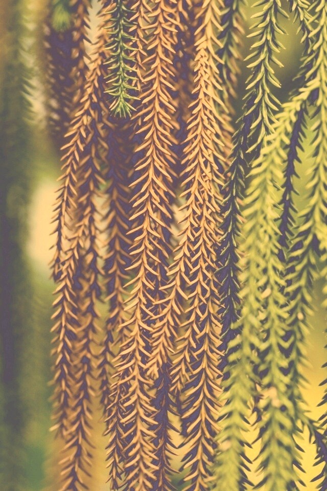 Зеленые колючки обои