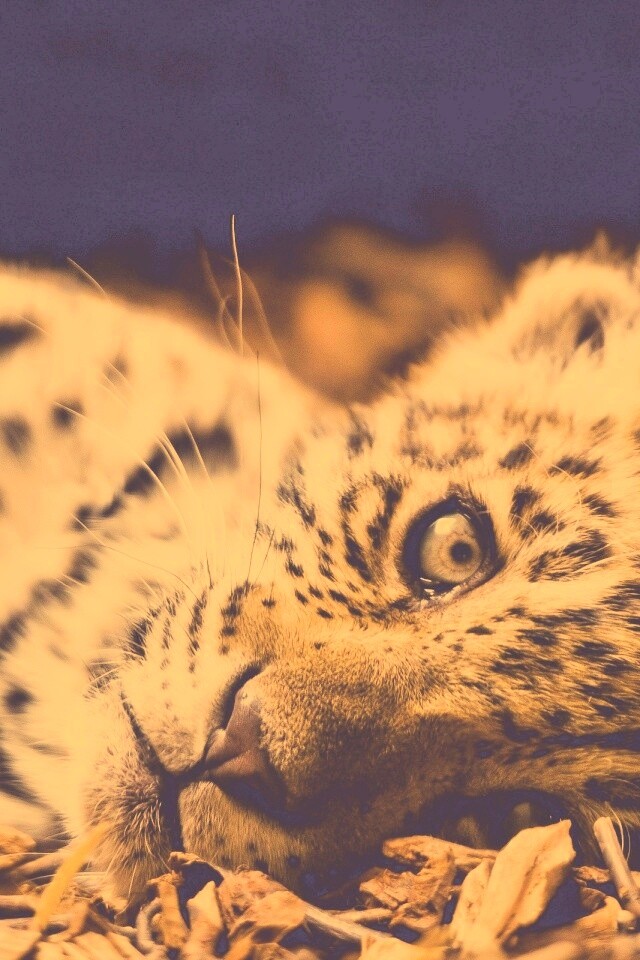 Гепард котенок обои