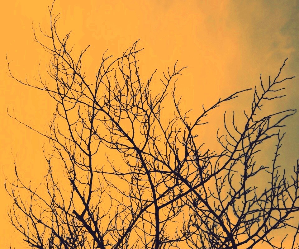 Ветвистое дерево обои