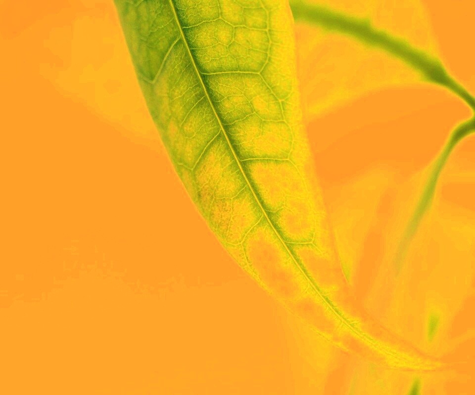 Зеленый листок обои