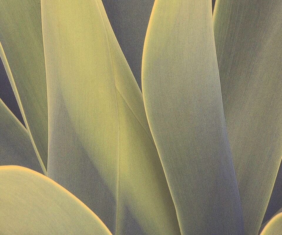 Растение обои