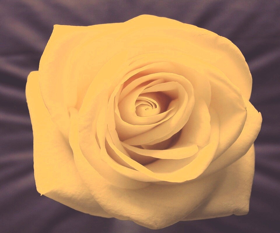 Белая роза обои