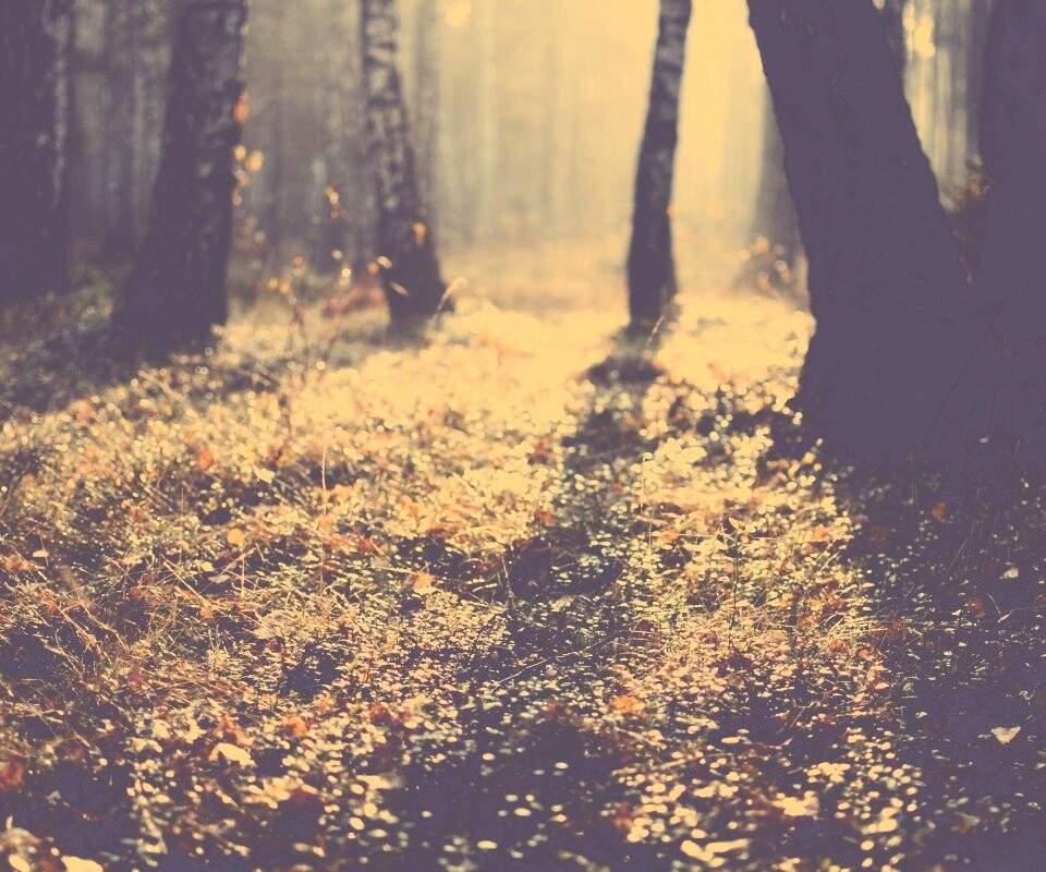 Лесная земля обои