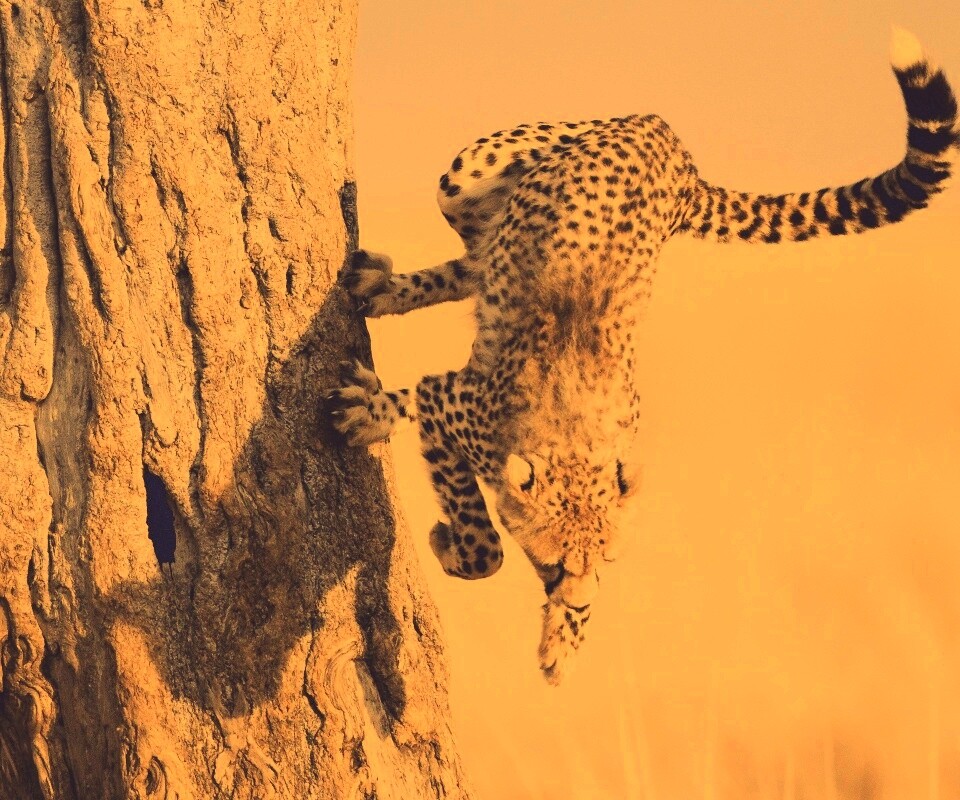 Скалолаз обои