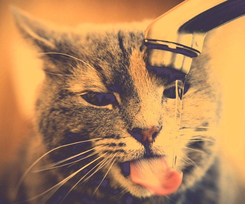 Кот пьет из под крана обои