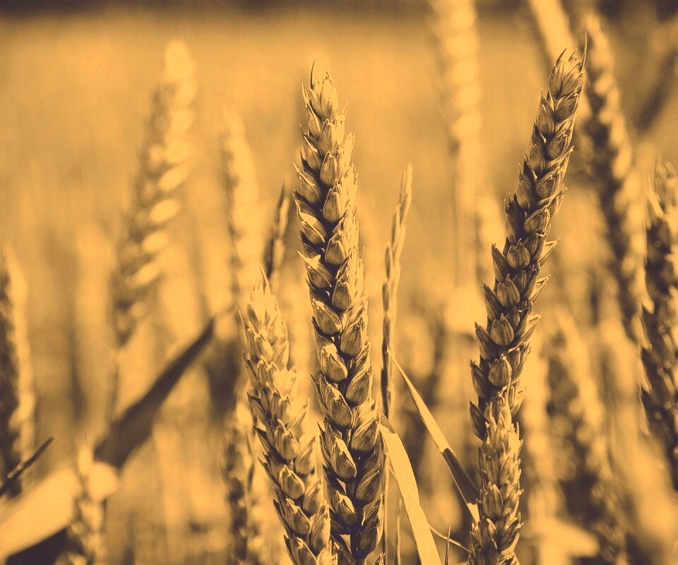 Молодые пшеничные колосья обои