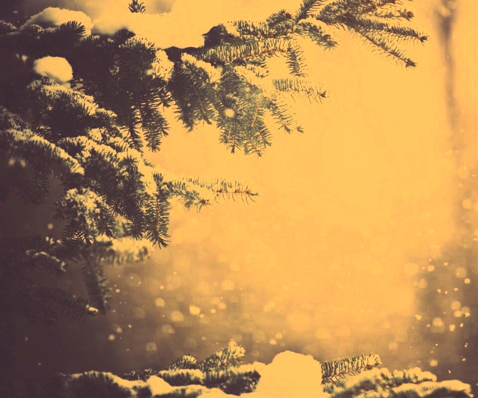 Еловые лапы в снегу обои