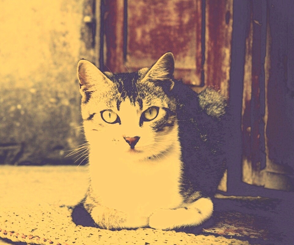 Кошечка на подстилке обои