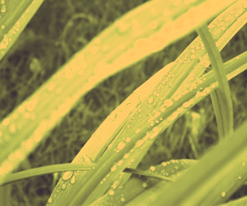 Роса на траве обои