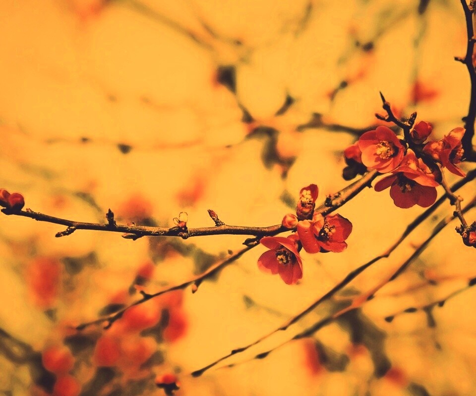 Весеннее цветение обои