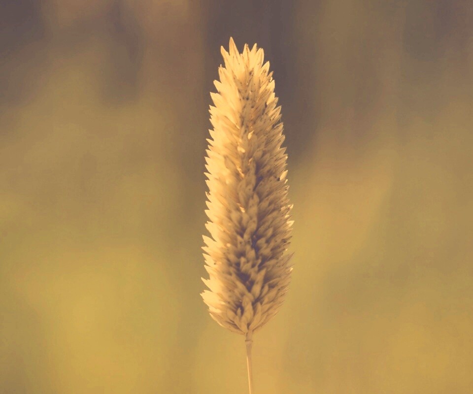 Желтая травинка обои