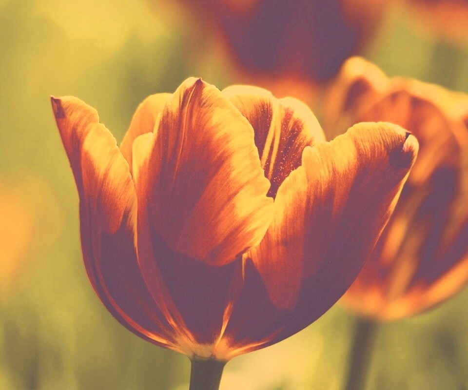 Красно-желтый тюльпан обои