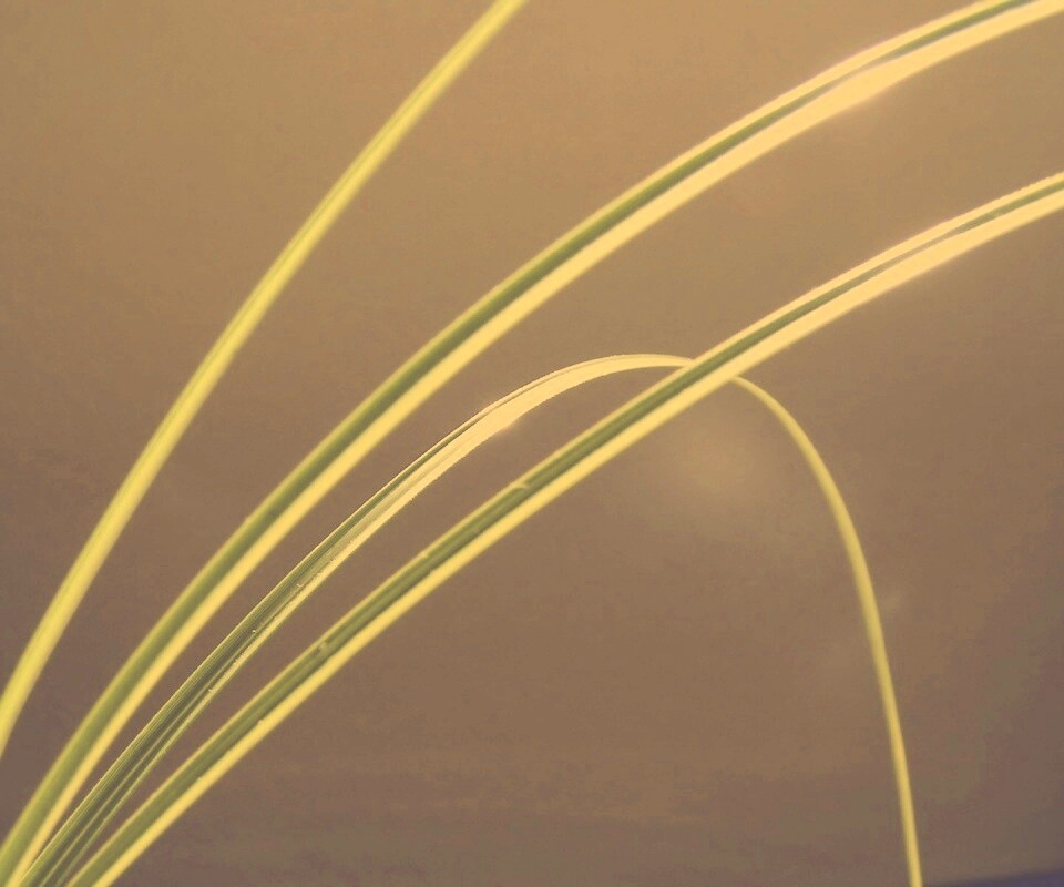 Четыре травинки обои