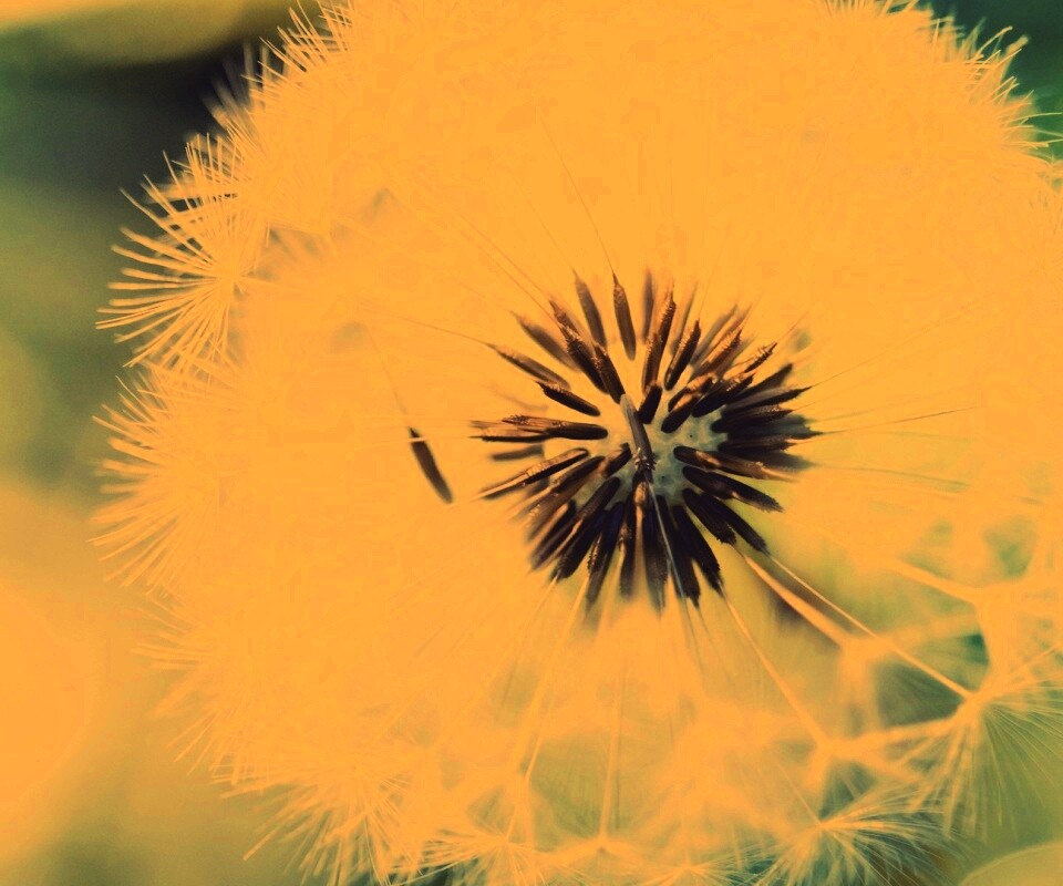 Макро фото одуванчика обои